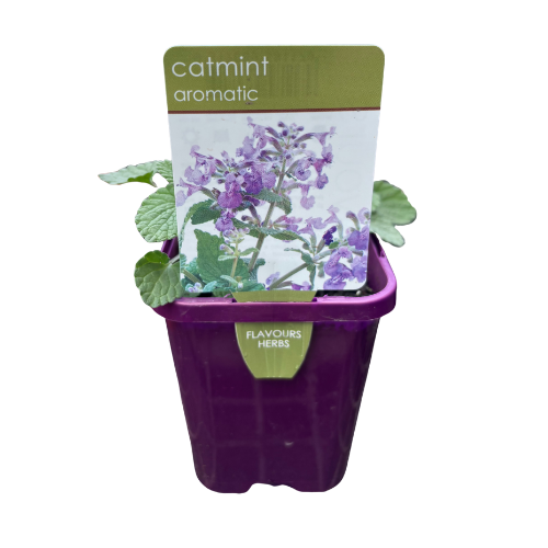 Catmint 10cm