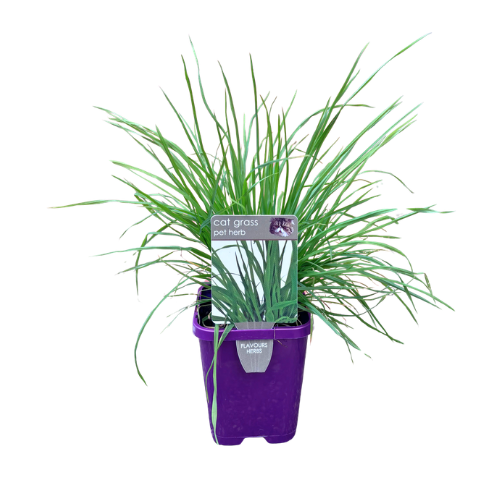 Cat Grass 10cm
