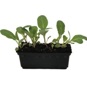 Cauliflower Baby White Punnet