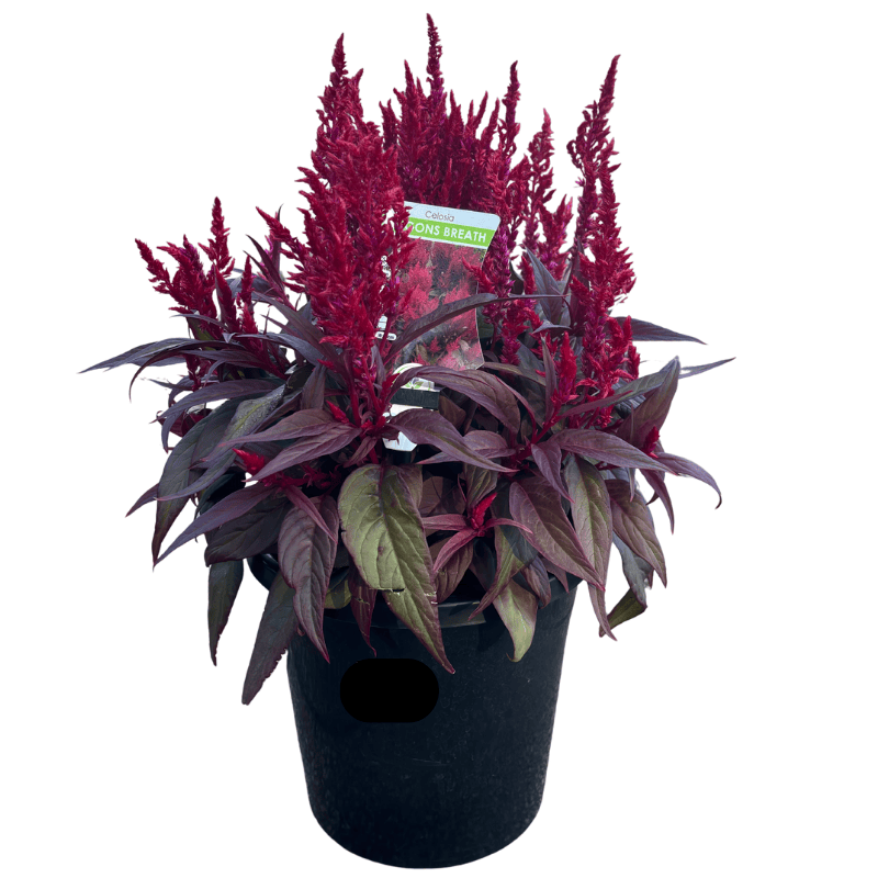 Celosia 'Dragon's Breath' 20cm