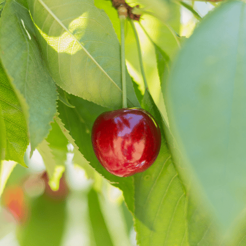 Cherry Lapins