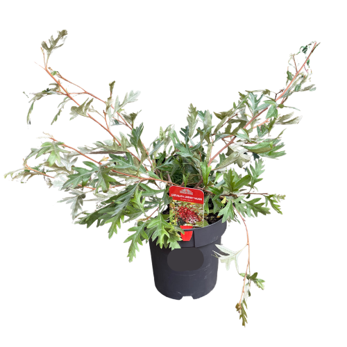 Grevillea Cherry Moon 20cm