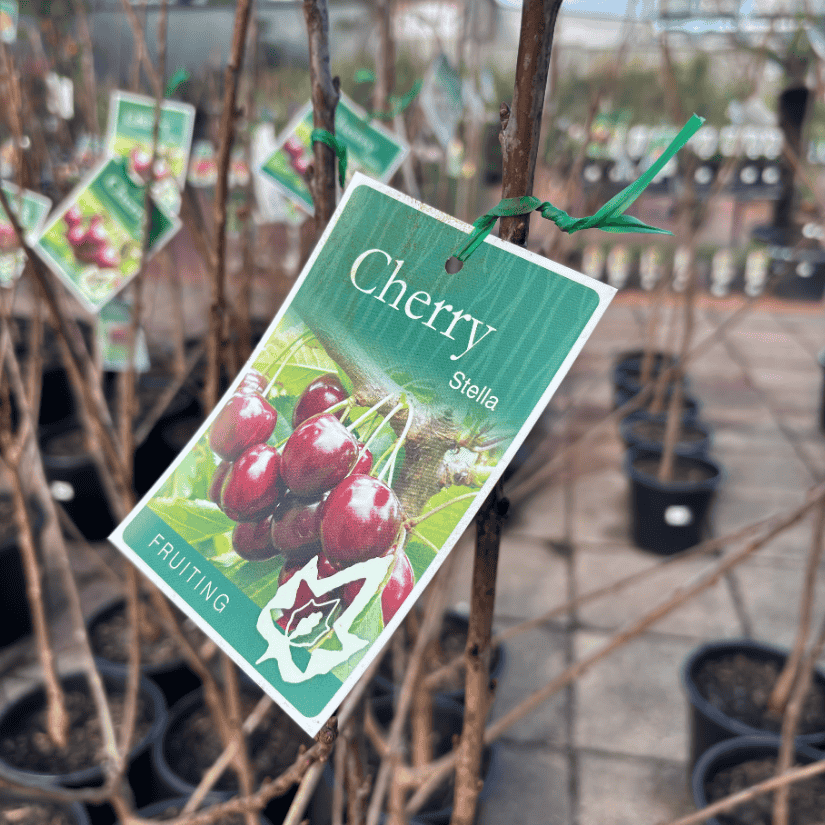 Cherry Stella