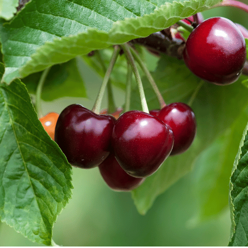 Cherry Stella Dwarf