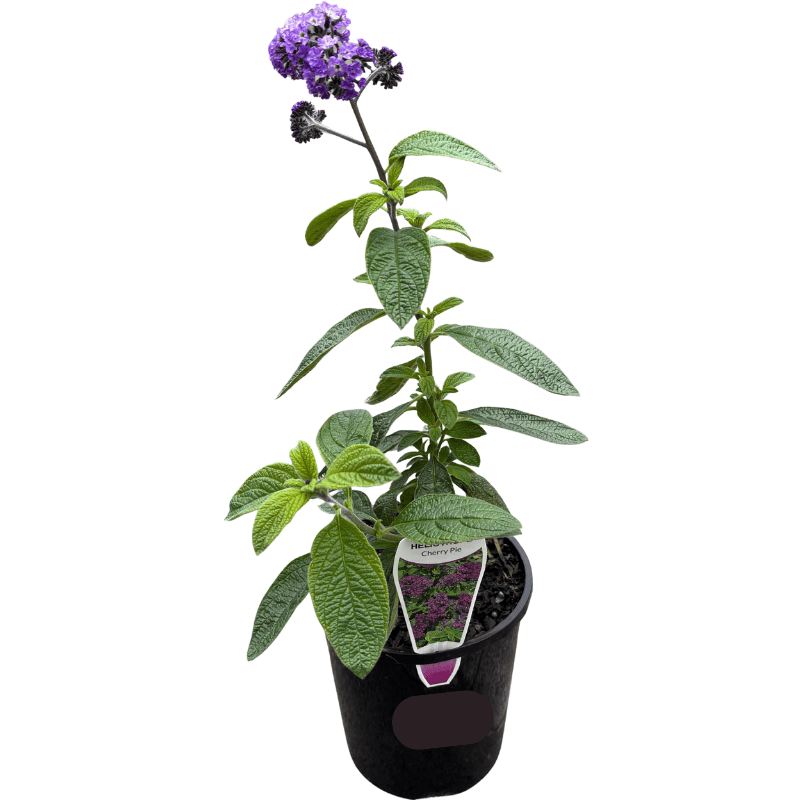 Heliotropium arborescens - Cherry Pie Plant 14cm