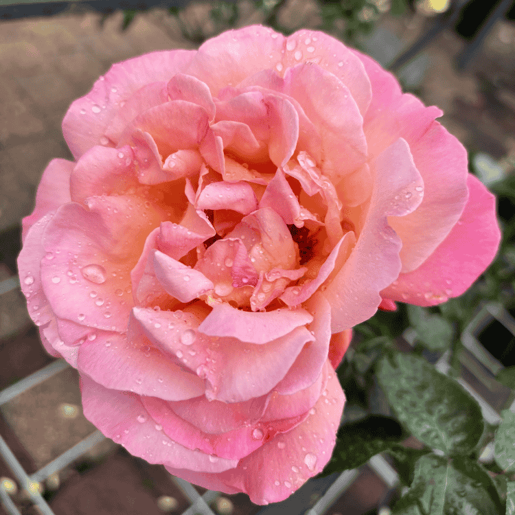 Rose Chicago Peace 20cm Std 2ft