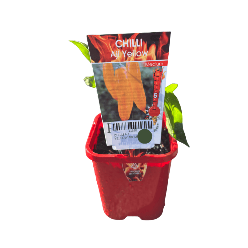 Chilli Aji Yellow 10cm