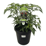 Chilli Assorted 20cm