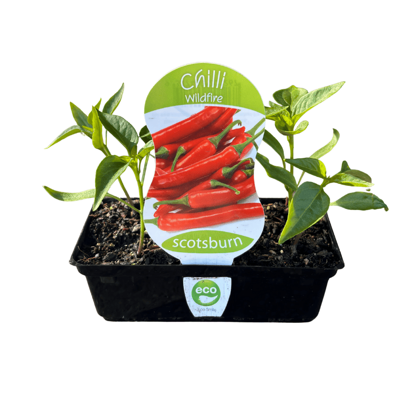 Chilli Wildfire Seedlings