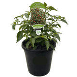 Chilli Assorted 20cm