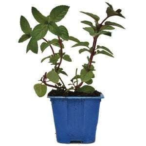 Mint Chocolate 10cm