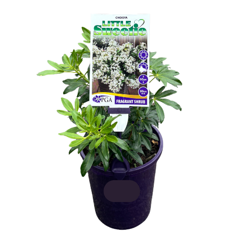 Choisya Little Sweetie 14cm