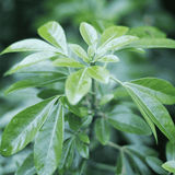 Choisya ternata 15cm