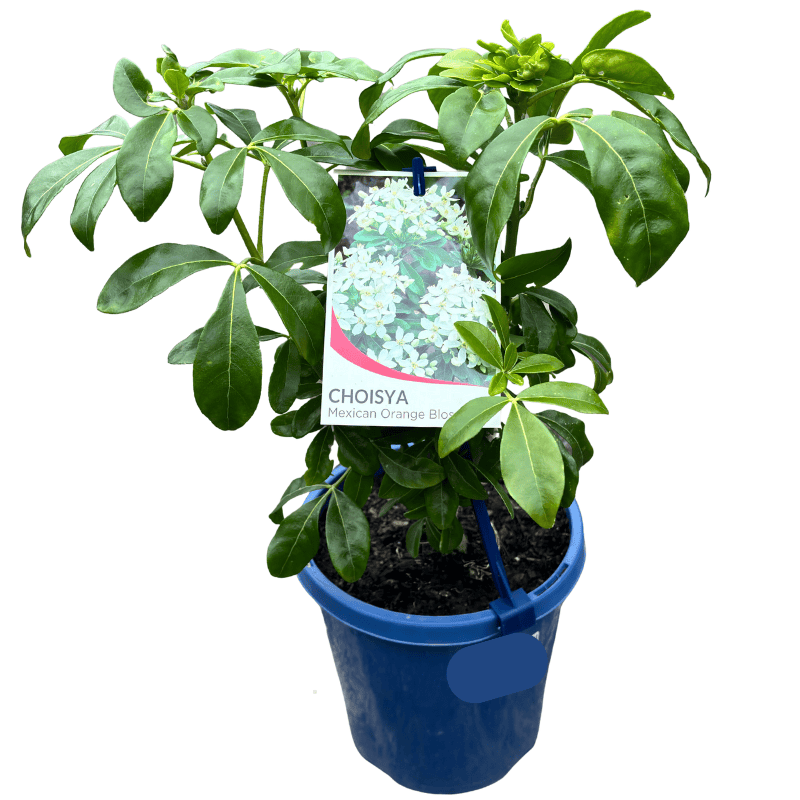 Choisya ternata 15cm
