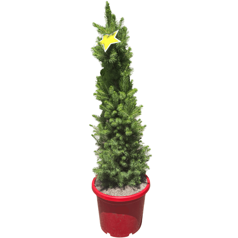 Picea glauca Super Star 30cm