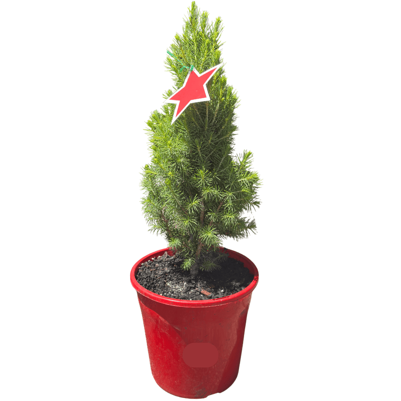 Picea glauca Christmas Star 20cm