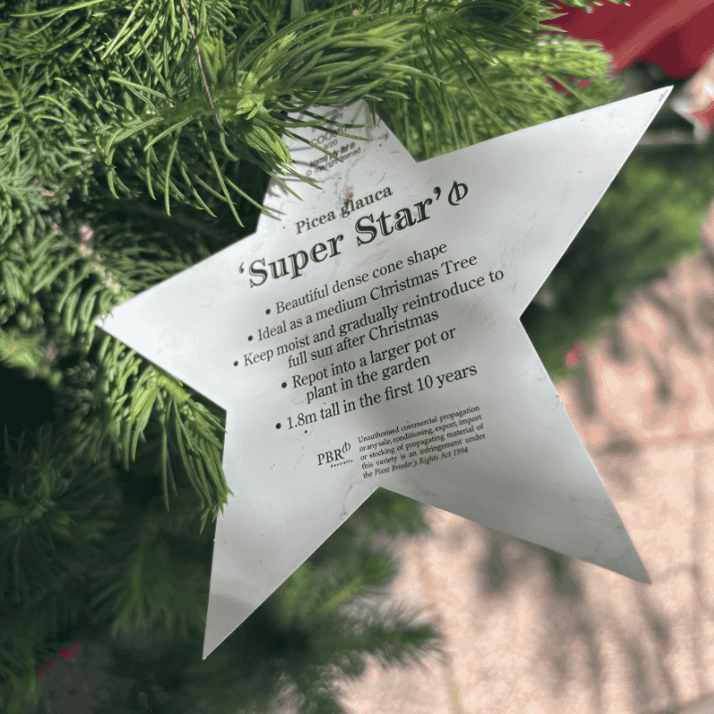 Picea glauca Super Star 25cm