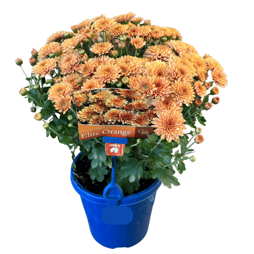 Chrysanthemum Elite Orange 15cm