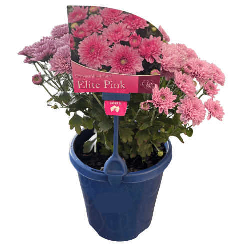 Chrysanthemum Elite Pink 15cm