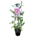 Clematis cirrhosa Lansdowne Gem 14cm