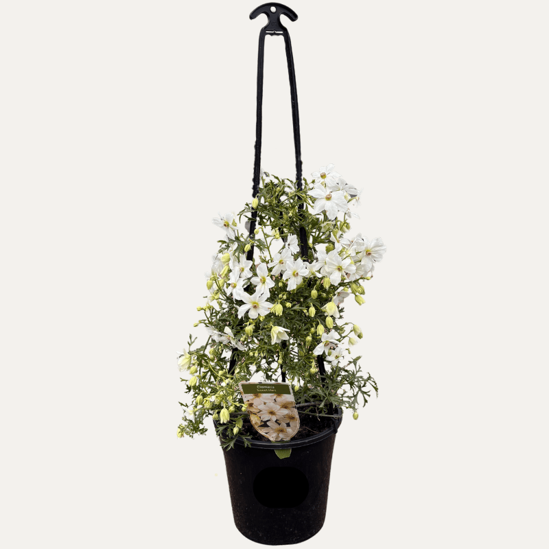 Clematis 'Sweet Hart' 20cm