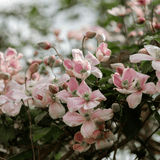 Clematis armandii Apple Blossom 20cm