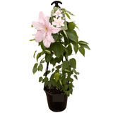 Clematis Hybrid Assorted 20cm