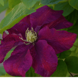 Clematis cirrhosa Lansdowne Gem 14cm