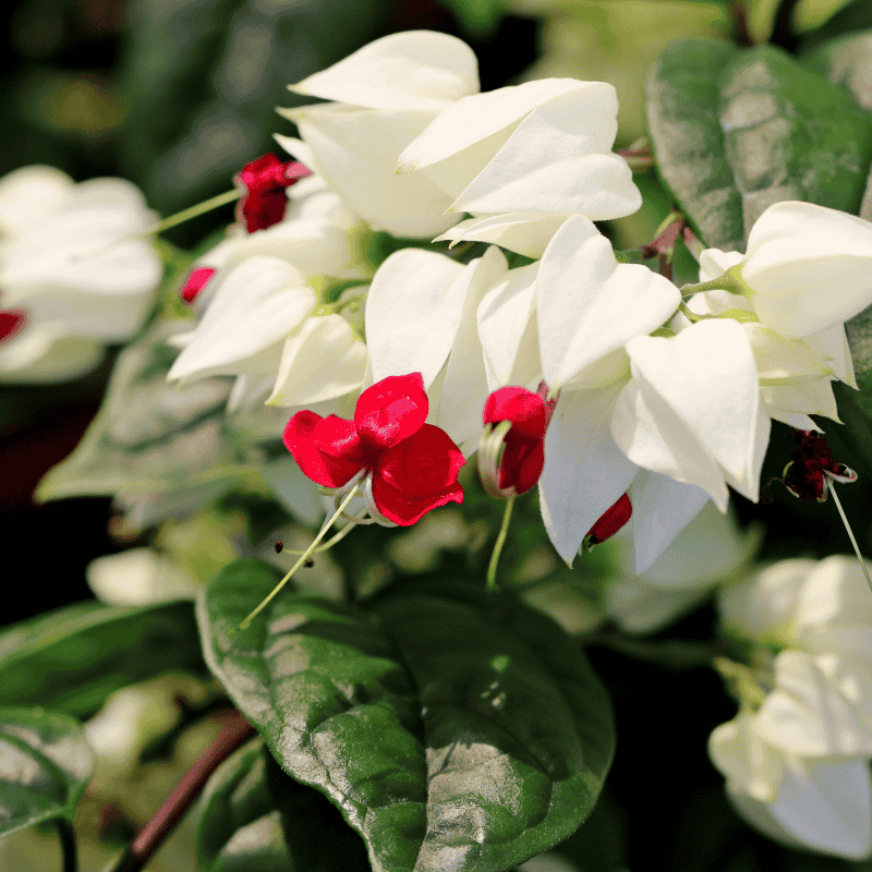 Clerodendrum 'Bleeding Heart Vine' 20cm