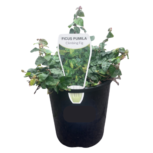 Ficus pumila 14cm