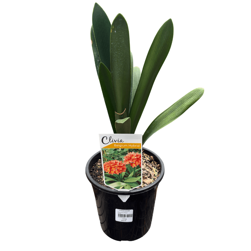 Clivia Belgian Hybrid 15cm