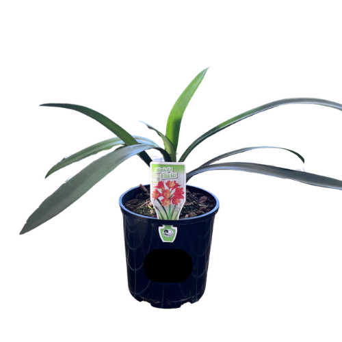Clivia Miniata Orange 14cm