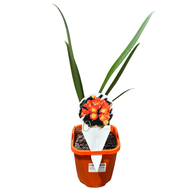 Clivia Orange 15cm