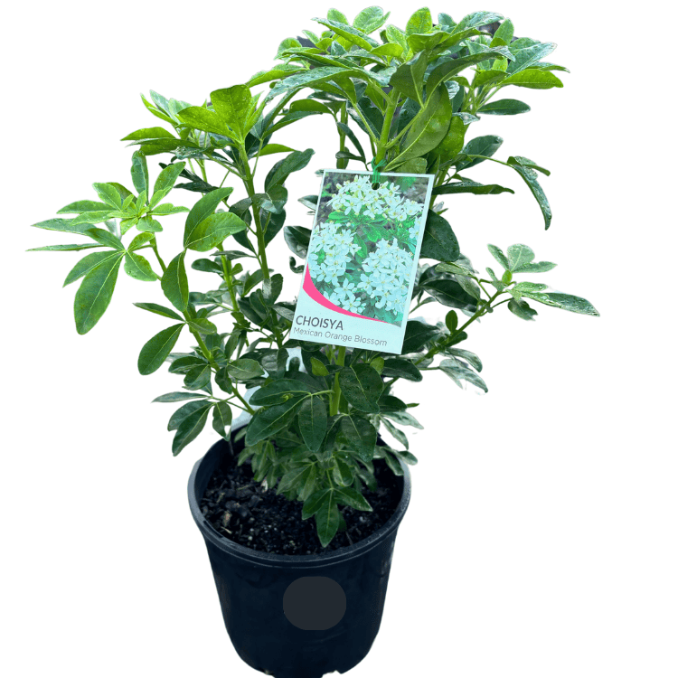 Choisya ternata 20cm