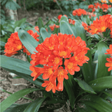 Clivia Orange 15cm