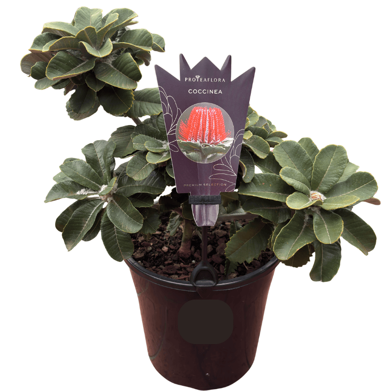 Banksia coccinea 20cm