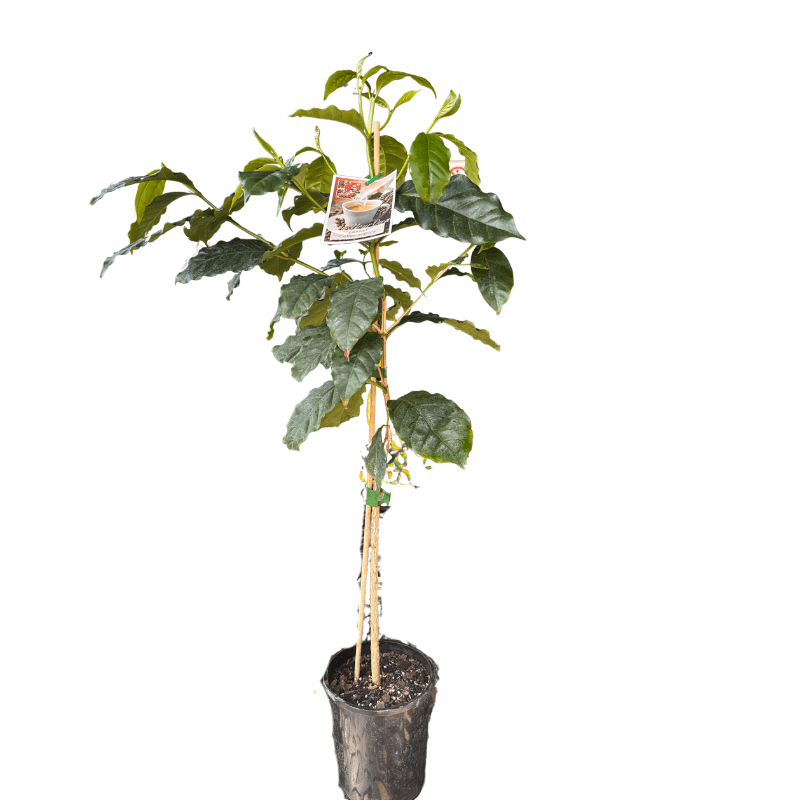 Coffee arabica 14cm