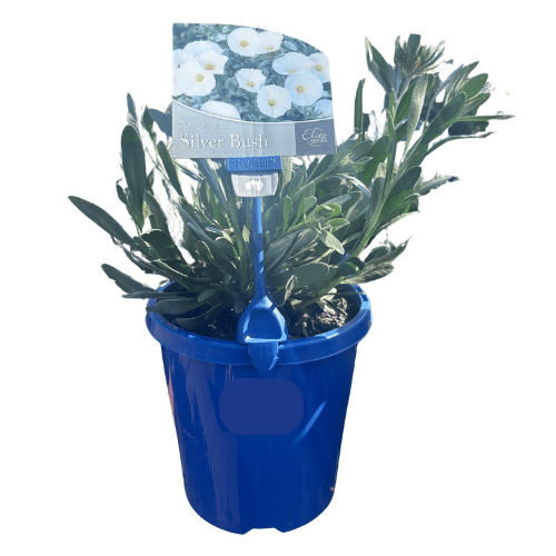 Convolvulus Elite Silver Bush 15cm
