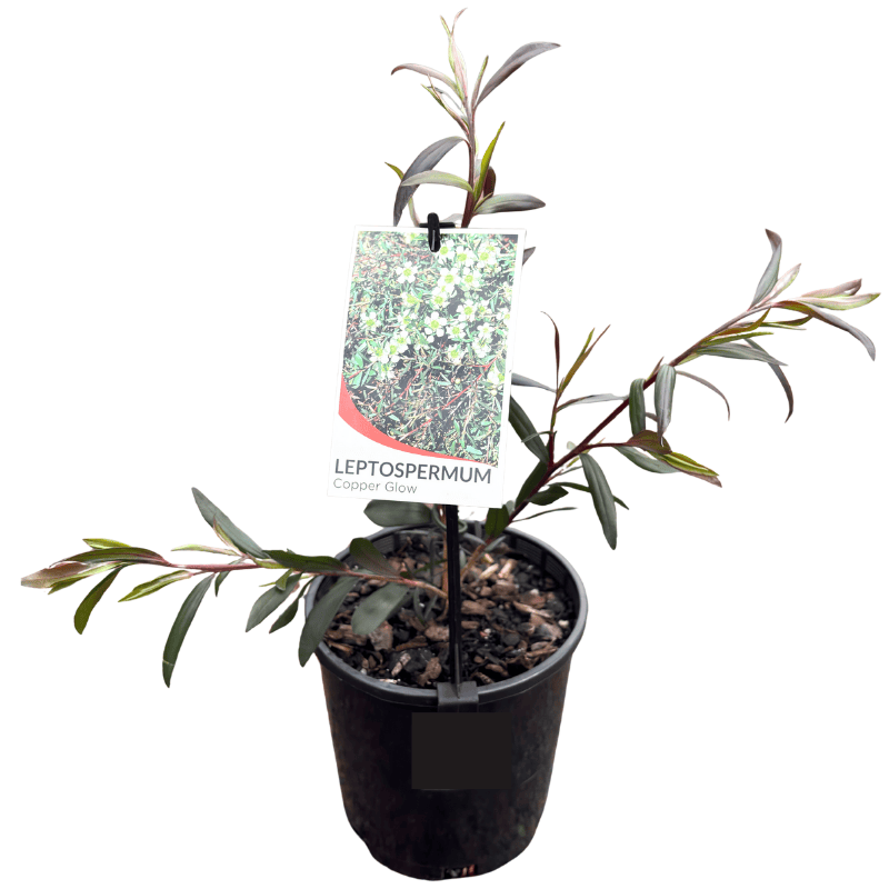 Leptospermum Copper Glow 14cm