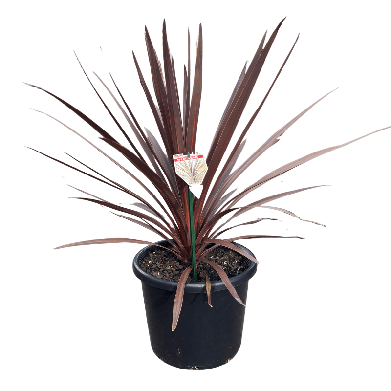 Cordyline Red Star 27cm
