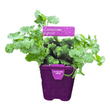 Coriander 10cm