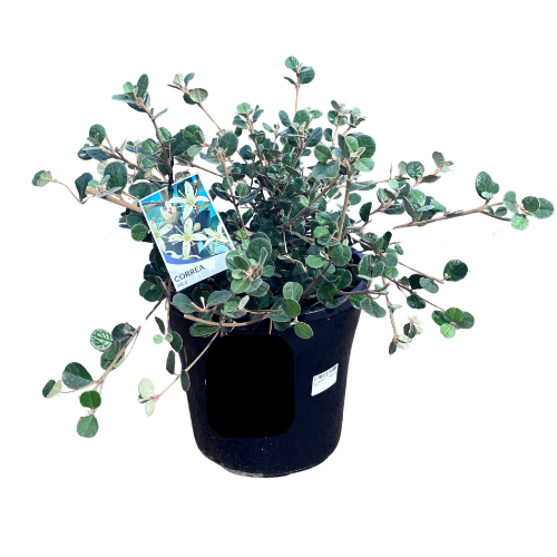 Correa alba 25cm