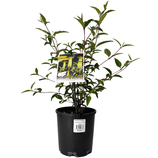 Correa baeuerlenii 14cm