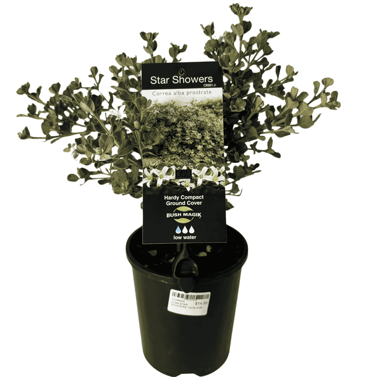 Correa alba Star Showers 14cm