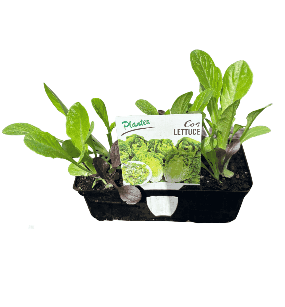 Lettuce Cos Mix Punnet