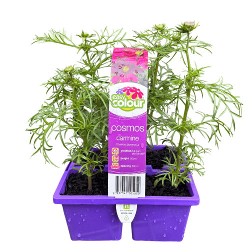 Cosmos Carmine