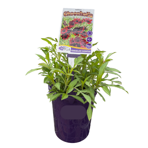 Cosmos Chocoholic 14cm