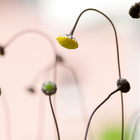 Cotula hispida 14cm