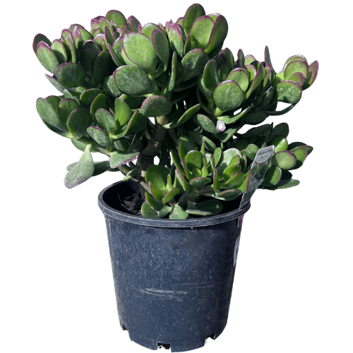 Crassula 'Jade Plant' ovata 20cm