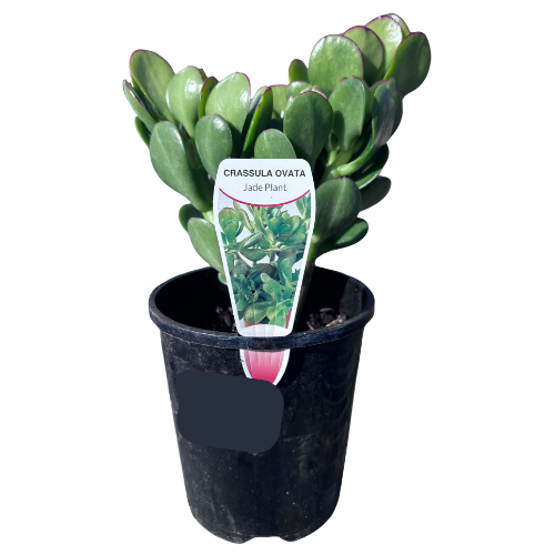 Crassula 'Jade Plant' ovata 14cm